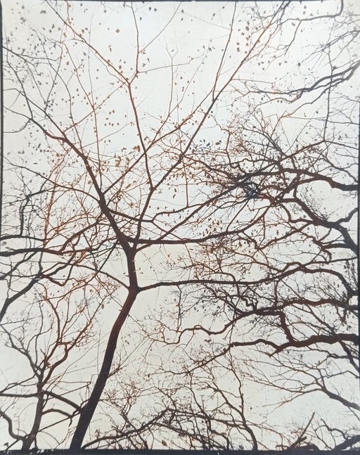 Image Alt