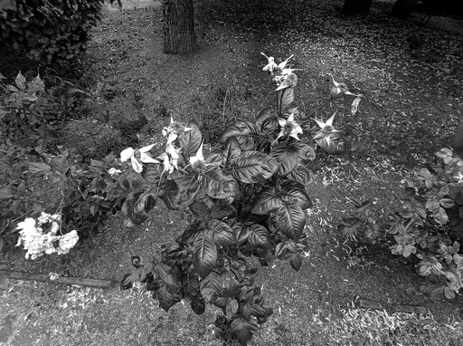 Image Alt